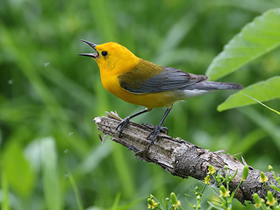 A Prothonotary Warbler greets the Wisconsin spring.