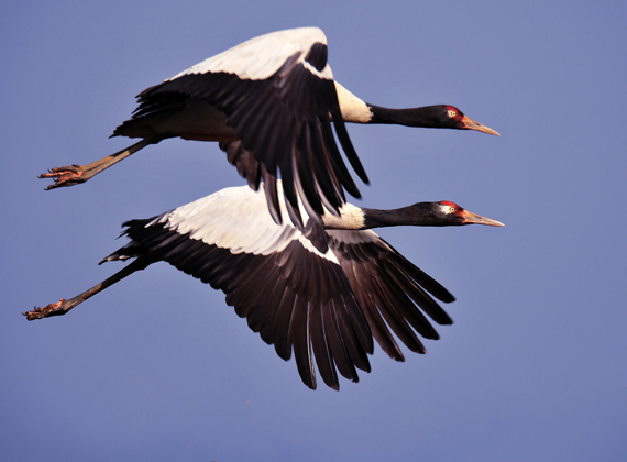 black necked crane
