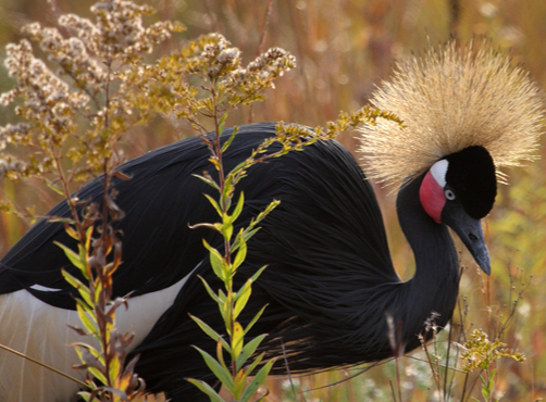 black crowned crane