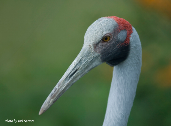 Brolga