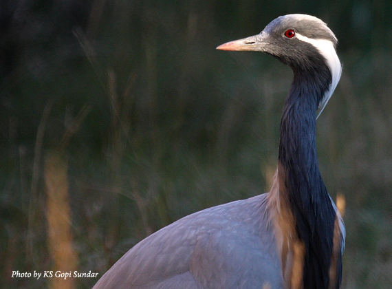 Demoiselle Crane