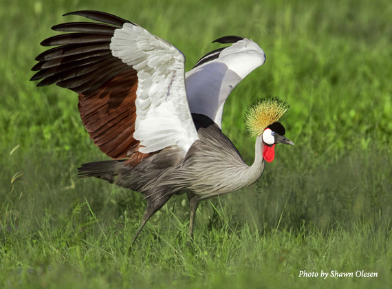 grey crowned cranes