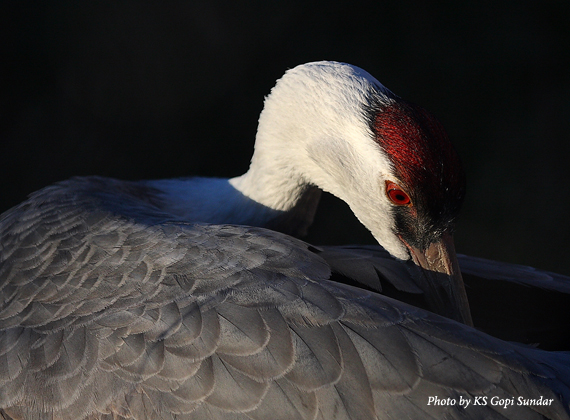 Hooded Crane