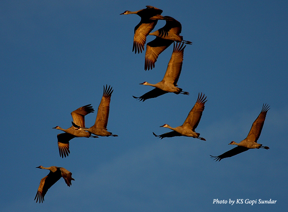 Sandhill Cranes