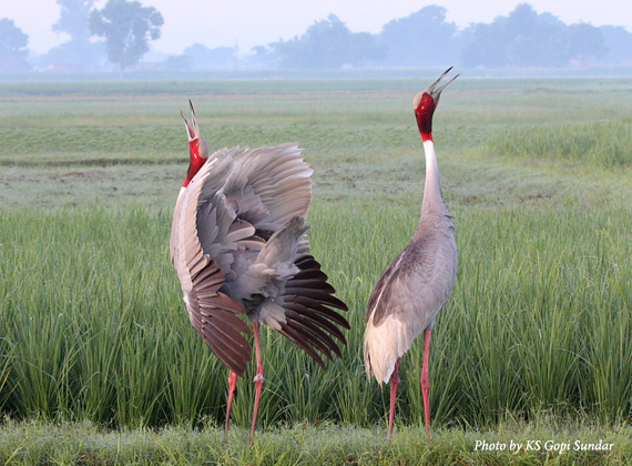 Sarus Cranes