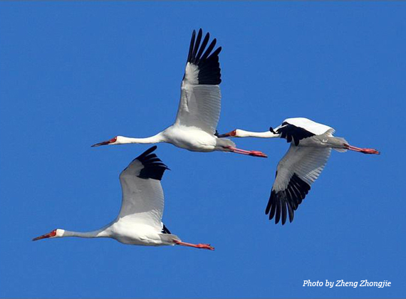 Siberian Crane