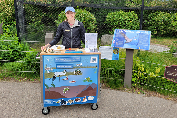 Stephanie, with our popular Zoo Carts that introduce visitors to Whooping Cranes and their conservation. International Crane Foundation photo