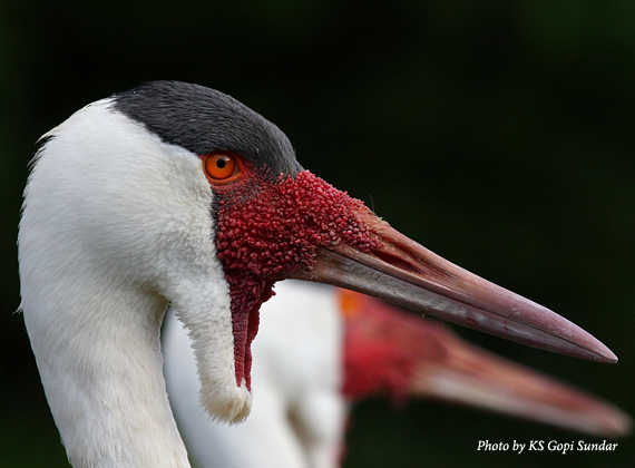 Wattled Crane