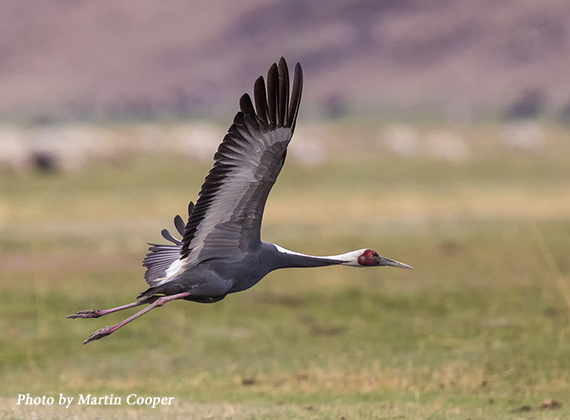 White-naped Crane