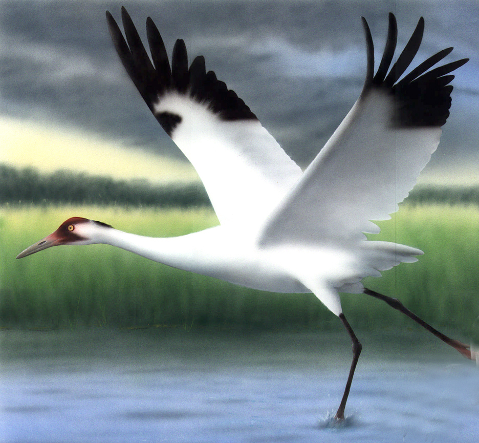 Whooping Crane