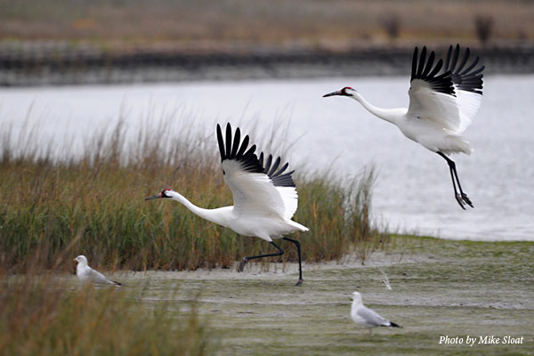 Quarantine with Cranes – Week 8 Activity - International Crane Foundation