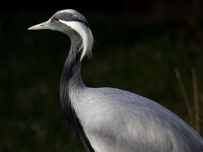 Demoiselle Crane at the International Crane Foundation