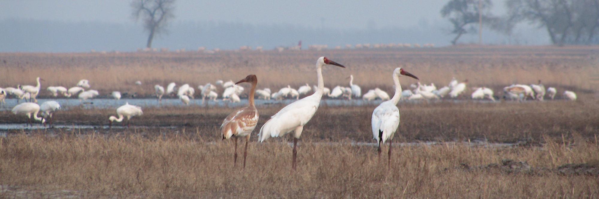 Siberian Cranes flock at Momoge National Nature Reserve, China