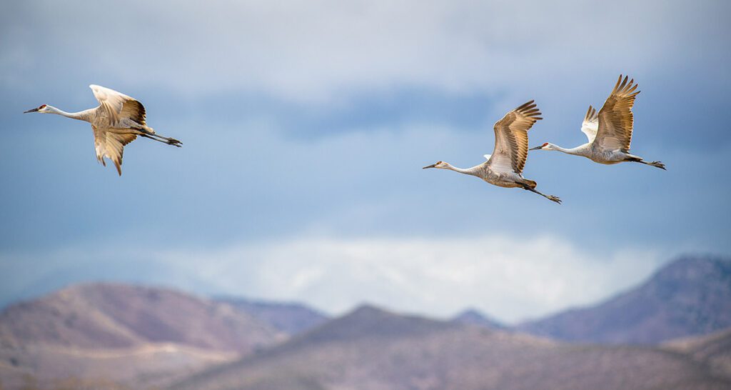 Sandhill Cranes in flight over the landscape in New Mexico