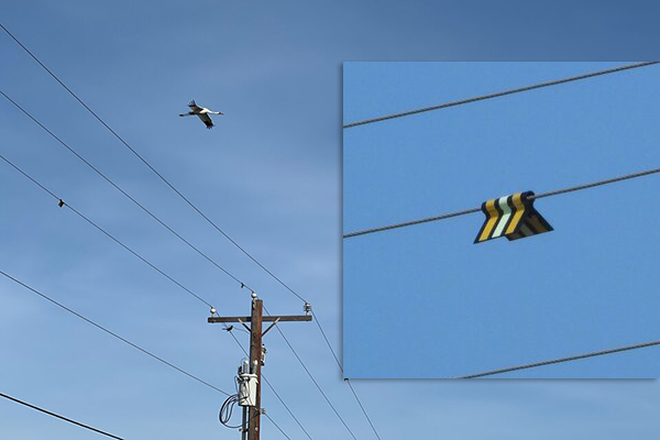 Whooping Crane flying over a marked powerline.