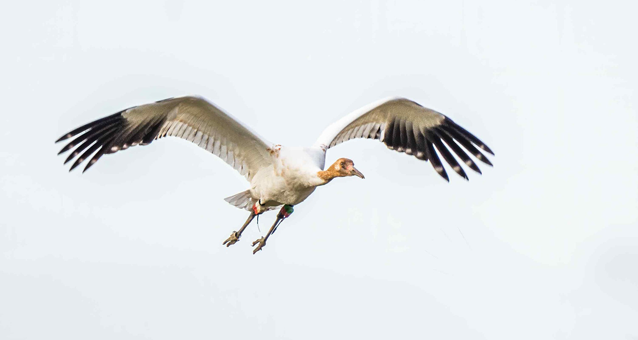 A juvenile Whooping Crane in flight.